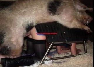 Bestiality pictures in a compilation