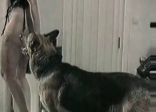 Horny dog enjoying amateur bestiality