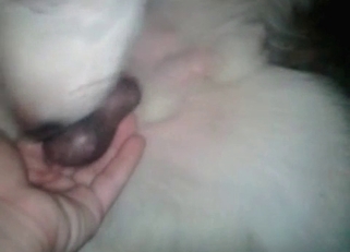 Dog is addicted to hardcore bestiality
