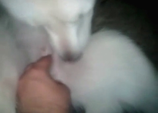 Dog is addicted to hardcore bestiality