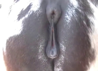 Horse's asshole getting fucked