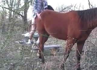 Horse's anal hole gets some attention