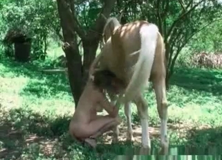 Horse's huge cock gets pleasured