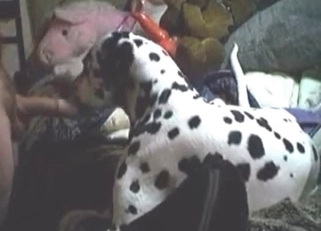 Huge cock sucked by a dirty Dalmatian