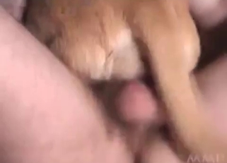 Dog enjoying this violent bestiality session