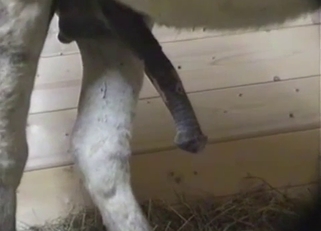 Amazing horse dick showcased here