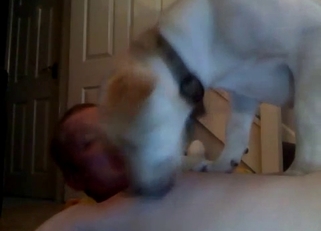 Lustful dog licking his nipples on cam