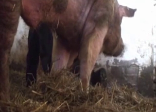 Dirtiest bestiality with a vicious pig