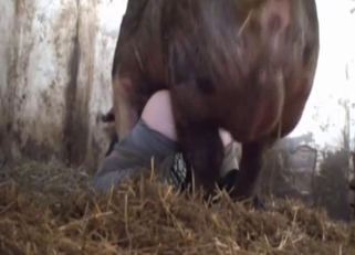 Dirtiest bestiality with a vicious pig
