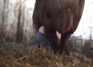 Dirtiest bestiality with a vicious pig