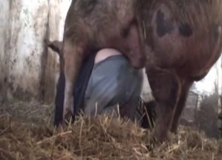 Dirtiest bestiality with a vicious pig