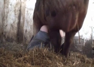 Dirtiest bestiality with a vicious pig