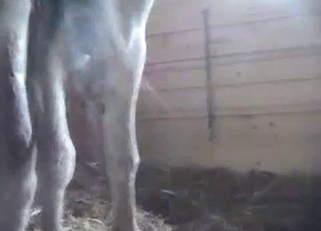 Awesome farm fuck with two horses