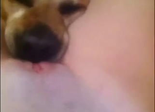 My cute doggy is licking my puss in POV