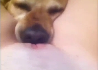 My cute doggy is licking my puss in POV