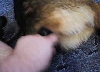 Incredible POV bestiality video