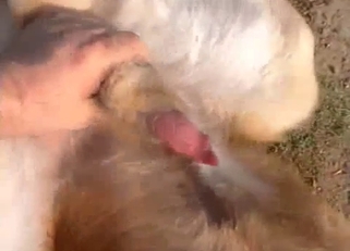 Perfectly shot bestiality video