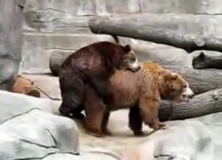 Bears fucking each other, bearly hot