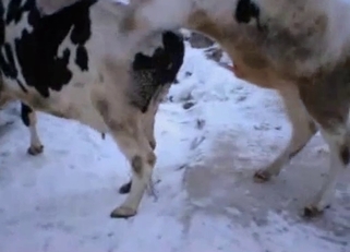 Cow's pussy is about to get gaped