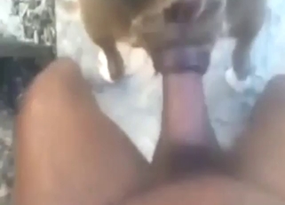 Dick of a horny dude is going to stretch out a dog