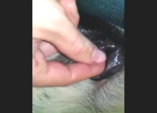 Dude putting his fingers inside a dog's hole