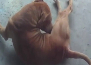 Dog jerks off and shows what it can do on its own