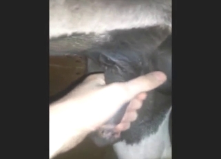 Pony showcasing a huge penis to keep you edging