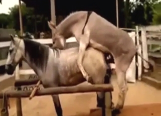 Horse zoo XXX with two animals enjoying gape