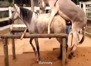 Horse zoo XXX with two animals enjoying gape