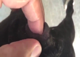 Zoo sex focusing on a dog's wet pussy up close