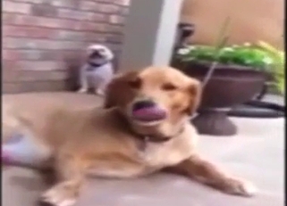 Zoo sex scene with plenty of self-love from dog