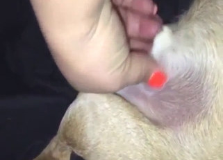 Bestiality sex with a small dog getting a nice HJ