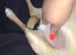 Bestiality sex with a small dog getting a nice HJ