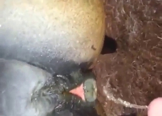 Bestiality porn with pissing and wet mare cunts