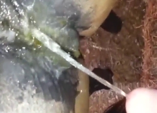 Bestiality porn with pissing and wet mare cunts