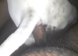 Bestiality porn shows a Pitbull getting fucked