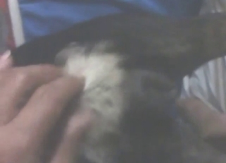 Zoophile porn shows a sexy animal fingered deep