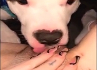 Skilled doggo is licking that hairy vag up close