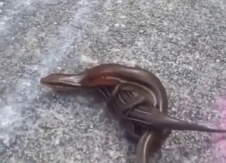Public skink sex with animals tangled up, cumming