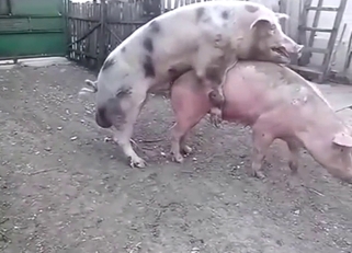 Pig-on-pig fuck scene with two beasts squealing