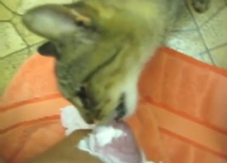 Cat is going to lick the tip of throbbing member