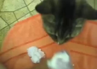 Cat is going to lick the tip of throbbing member