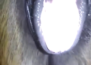 Horse clit is going to be showcased up close here
