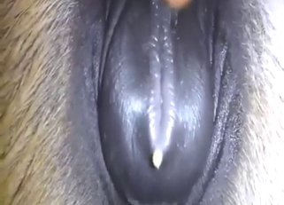 Horse clit is going to be showcased up close here