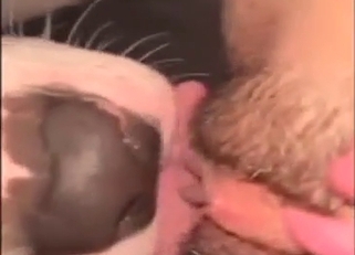 Hairy pussy getting licked by a skilled white dog
