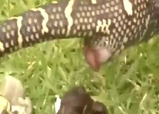 Python's pooping experience with hot close-ups