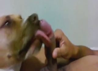 Sexy dog is happy to lick guy's peen, up & down