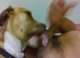 Sexy dog is happy to lick guy's peen, up & down