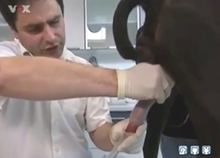 Dog jerk-off session for live TV report, it's mad