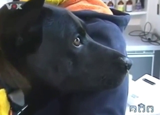 Dog jerk-off session for live TV report, it's mad